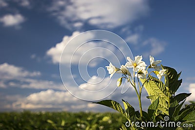 Potato plant flowers on sunny day, Midwest, USA Stock Photo