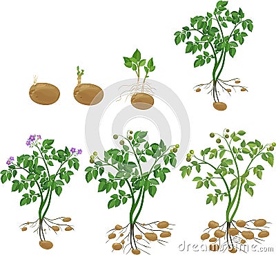 Potato plant growth cycle Stock Photo