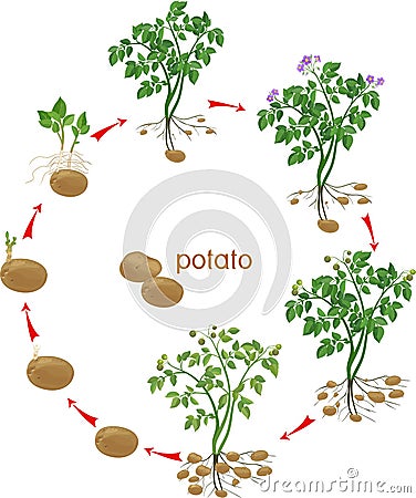 Potato plant growth cycle Stock Photo