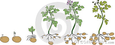 Potato plant growth cycle Stock Photo