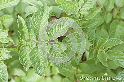 Potato plant leaves photographed from above in spring Stock Photo