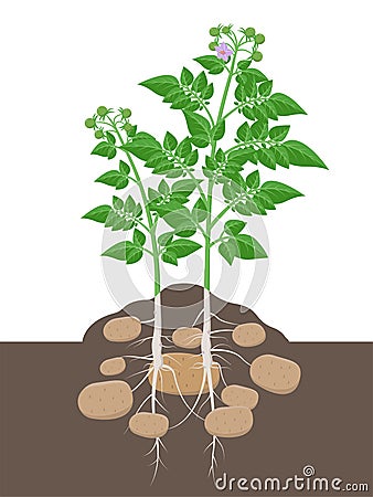 Potato plant with leaves and tubers beginning to swell in the ground vector illustration isolated on white background. Vector Illustration