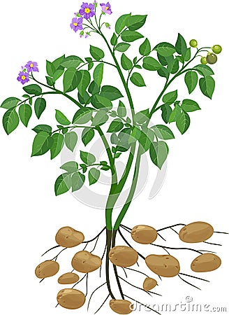 Potato plant Stock Photo