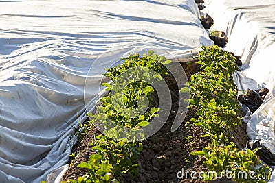 primitive ways to create a greenhouse in the field Stock Photo