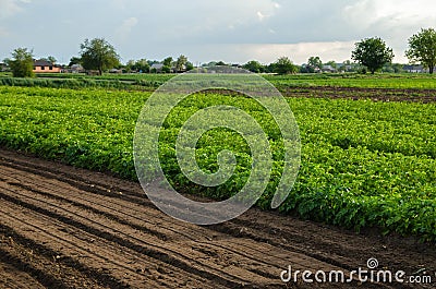 Potato plantation and a field with loosened soil. Loose crushed moist soil after cultivating. Loosening surface, land cultivation Stock Photo