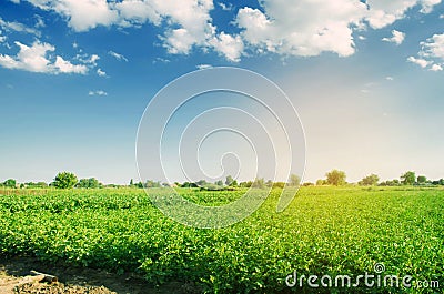 Potato plantations grow in the field. fresh healthy organic vegetables. farmlands agriculture. Stock Photo