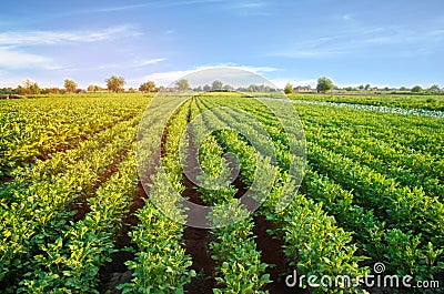 Potato plantations grow in the field. vegetable rows. farming, agriculture. Landscape with agricultural land. crops Stock Photo