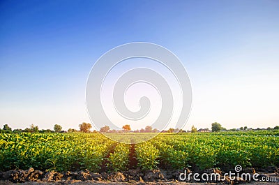 Potato plantations grow in the field. vegetable rows. farming, agriculture. Landscape with agricultural land. crops Stock Photo