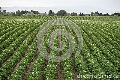 Potato Plants Grow Idaho Farm Agriculture Food Crop Stock Photo