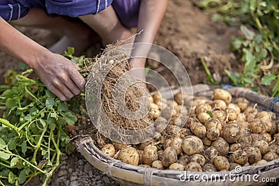 In winter some Local farmers are on potato harvesting field in Thakurgong, Bangladesh. Stock Photo