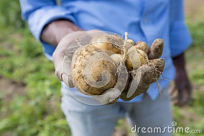 Roots full potatoes are showing a worker in Thakurgong, Bangladesh. Stock Photo