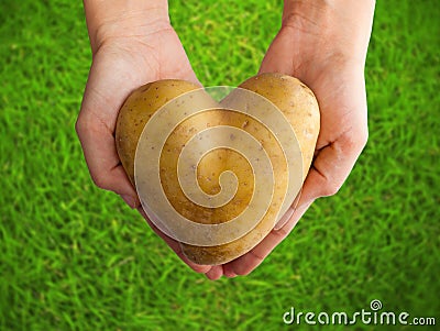 Potato shaped heart in the hands on green grass Stock Photo