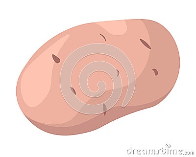 Potato vegetable, raw product from farm harvest Vector Illustration