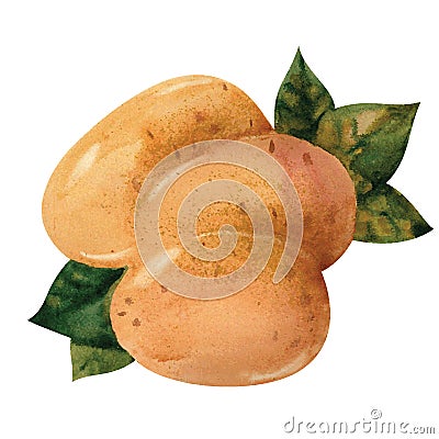 Potato Vector Illustration