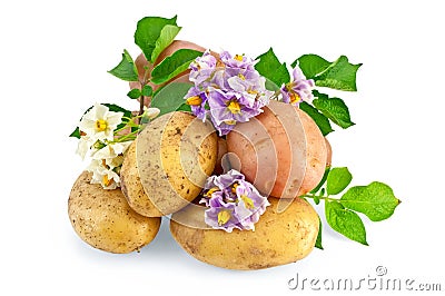 Potato yellow and pink with a flower Stock Photo