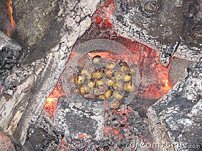 potatoes on the coals campfire Stock Photo