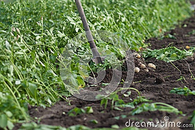 Potatoes on field Stock Photo
