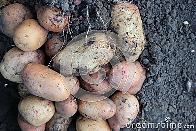 Potatoes on the ground Stock Photo