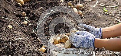 Potatoes grown in his garden. The farmer holds vegetables in his hands. Food Stock Photo