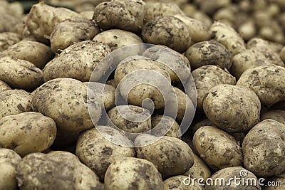 Potatoes Stock Photo