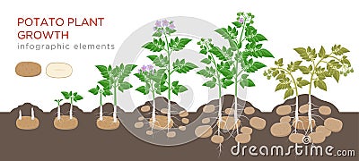 Potatoes plant growing process from seed to ripe vegetables on plants isolated on white background. Potato growth stages Vector Illustration