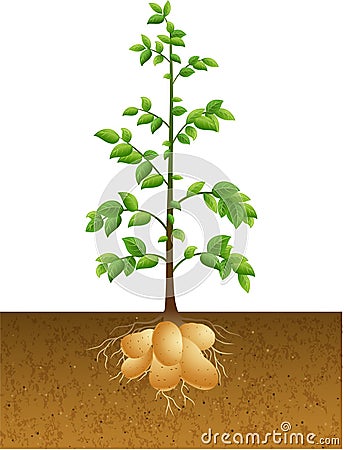 Potatoes plant with root under the ground Vector Illustration