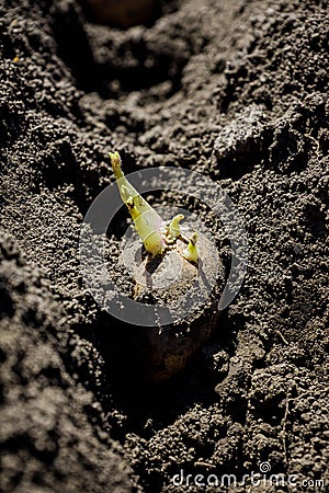 Potatoes planting on the farm field Stock Photo