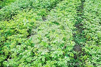 Potatoes planting on the farm field Stock Photo