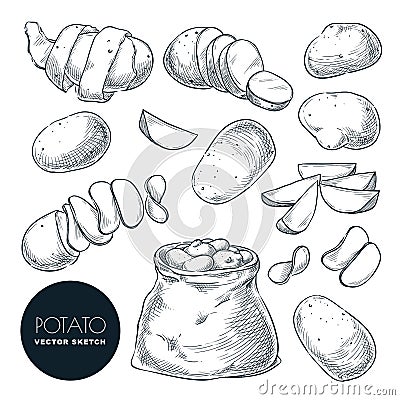 Potatoes sketch vector illustration. Potato harvest in sack. Hand drawn agriculture and farm design elements Vector Illustration