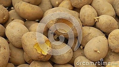 Potatoes and potato spoiled and spoilage warehouse mouse and mice bite, pest of stored vegetable food potato, frequent Stock Photo