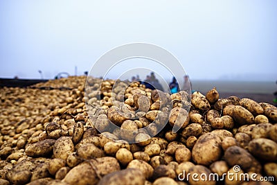 Potatoes on a trailer group of people in the background Stock Photo