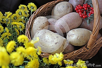 Potatoes and viburnum in a basket. Thanksgiving Day. Harvest. Stock Photo