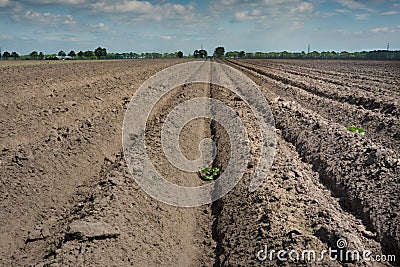 Potatofield in dry ground Stock Photo