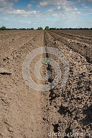 Potatofield in dry ground Stock Photo