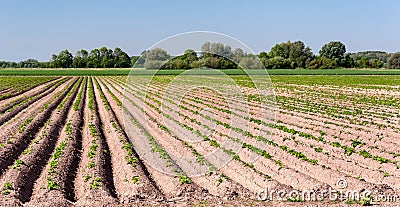 Potatofield in springtime Stock Photo