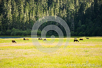 Potatso national park, Shangri-La Stock Photo