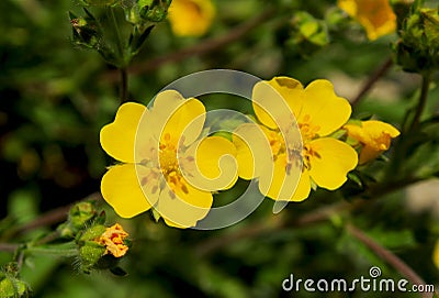 The bright yellow flowers of Shrubby Cinqufoil, Potentilla fruticosa Stock Photo