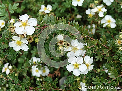 Potentilla fruticosa beautiful blooms Stock Photo