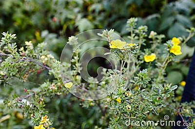 Potentilla fruticosa Goldstar Shrubby Cinquefoi plant in garden Stock Photo