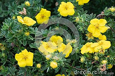 Potentilla fruticosa Goldstar Shrubby Cinquefoil in England Stock Photo