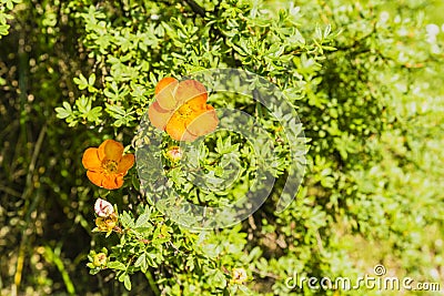 Potentilla fruticosa L. Stock Photo