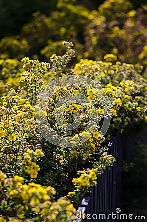 Potentilla fruticosa shrub Stock Photo