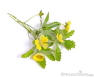 Potentilla reptans, known as the creeping cinquefoil, European c Stock Photo