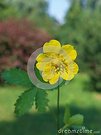 Potentilla reptans Stock Photo