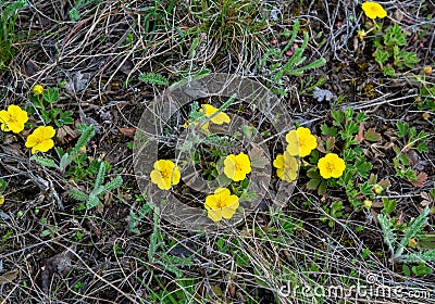 Potentilla reptans - known as the creeping cinquefoil, European cinquefoil Stock Photo