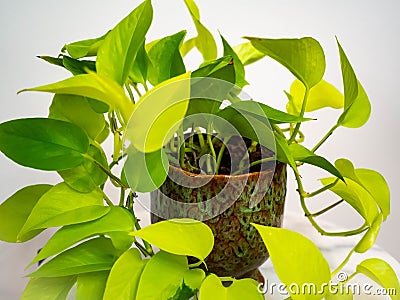 Pothos neon house plant Stock Photo