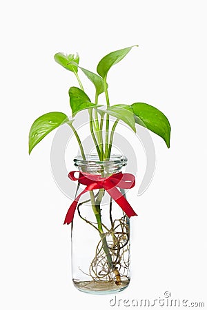 Pothos with red ribbon in transparent bottle Stock Photo