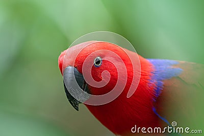 Potrait of eclectus parrot against green background Stock Photo