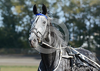 Potrait of a gray horse trotter breed in motion on hippodrome. Stock Photo