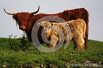 Potrait of mother and child highlander, wild cows in Europe Stock Photo